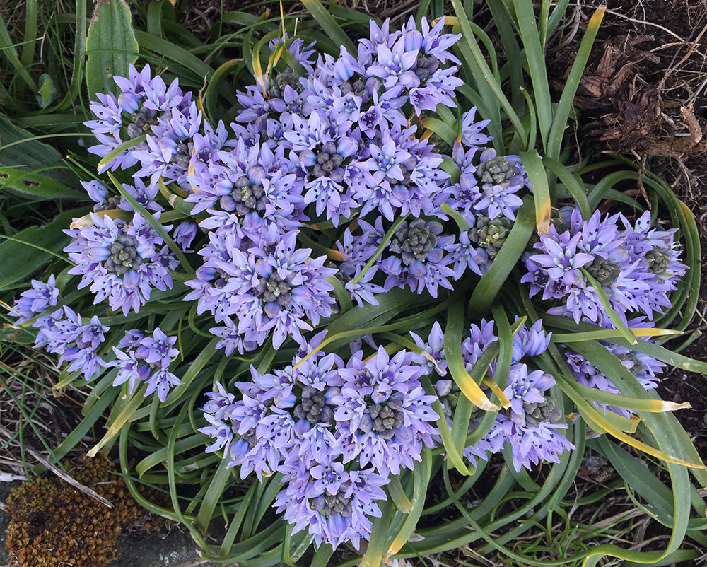 Spring squill